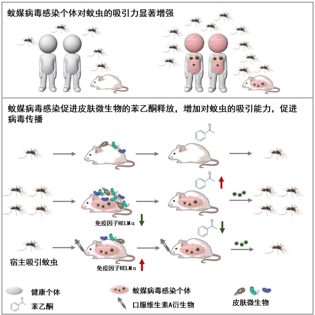 20220630-通过补充维生素A类药物，重塑感染个体皮肤微生物的苯乙酮释放，降低蚊媒病毒传播循环效率-程功-科研成果.png